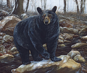 Black Bear Encounter